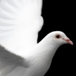 LittleWhiteDove2022 member profile picture