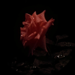 Kacerick11 member profile picture