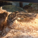 blackmamba8465 member profile picture