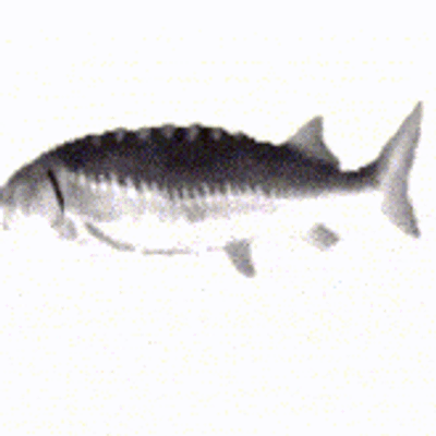 Feesh's Create