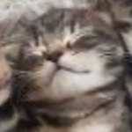 View Dinorowthegamer's Profile