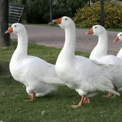 Goose For Mining