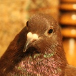 GenisNite member profile picture