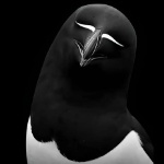 amphris0 member profile picture