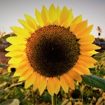 Sunnyflower26 member profile picture