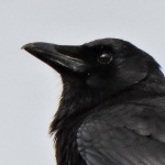 Fretiscool member profile picture