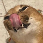 MrFlopperto member profile picture