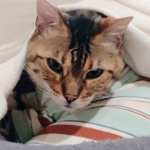 Nihiliu member profile picture