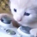 yipy1p member profile picture