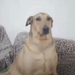 MilkoKartacha member profile picture