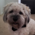 Mufindog member profile picture