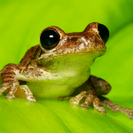 MegaJollyFrog member profile picture