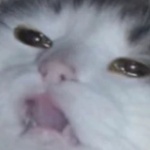 Bwaaaban member profile picture