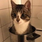 v4essy member profile picture