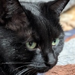 mcLutek member profile picture