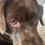 View mydogiscute's Profile