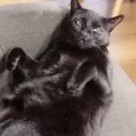 GalkoYT member profile picture