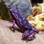 LaFroge member profile picture