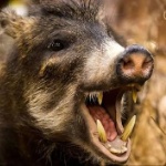 TheMortganLord member profile picture
