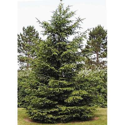 The Living Tree