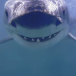 GreatWhiteShark