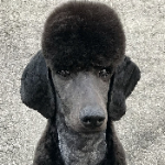 ketschker member profile picture