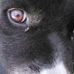 TheDiamondDog member profile picture