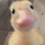 STEALx member profile picture