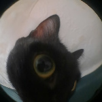 catlovr420 member profile picture