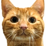 StigFinnegan member profile picture