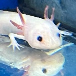 Soypepito member profile picture