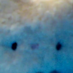 HokageBanana member profile picture