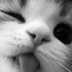 View va1disMC's Profile