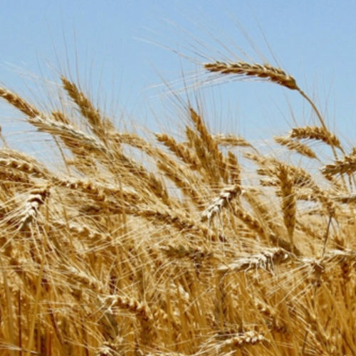 Better Wheat (ABANDONED) logo