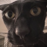 Tomex_07 member profile picture