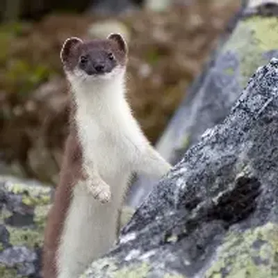 Stoat Gaming