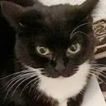 MaxwellCatFavorite member profile picture