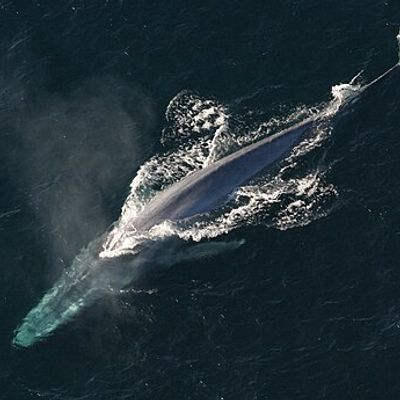 Blue whale pack