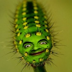 MrGrean member profile picture
