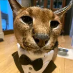 mthomyyy member profile picture