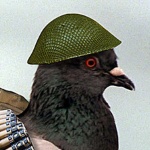View Picciotto's Profile