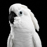 View Ancient_Rasppil's Profile