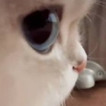 Kelellin member profile picture