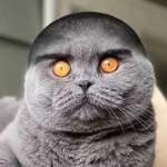 folk_cat