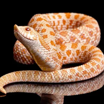 Snakes Alive