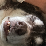 Bonefurnace member profile picture