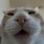 Seft member profile picture