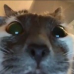 SamurayKot member profile picture