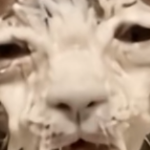 doomertlofer member profile picture