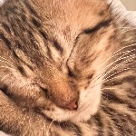 Kittyyyyyyy member profile picture
